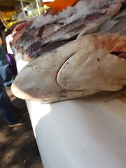 Carcharhinus falciformis