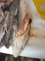 Carcharhinus falciformis