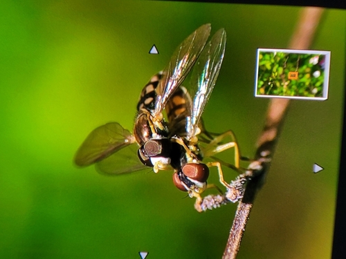 Unknown species found near North Brunswick Township, NJ, USA