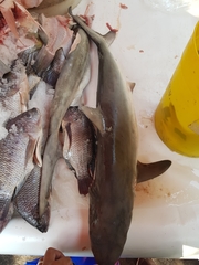 Carcharhinus falciformis