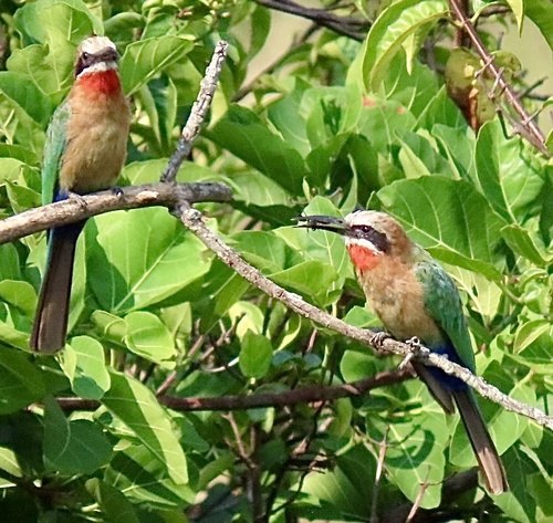 White-fronted Bee-eater