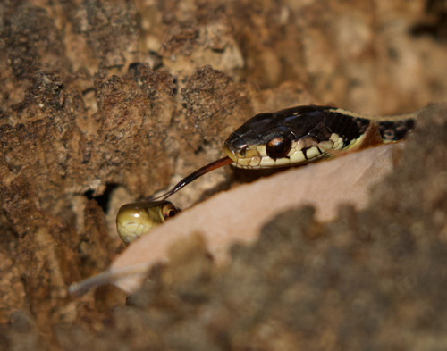 Garter Snake