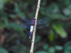 Hadrothemis coacta