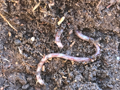 Aporrectodea caliginosa