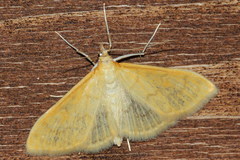 Paratalanta hyalinalis