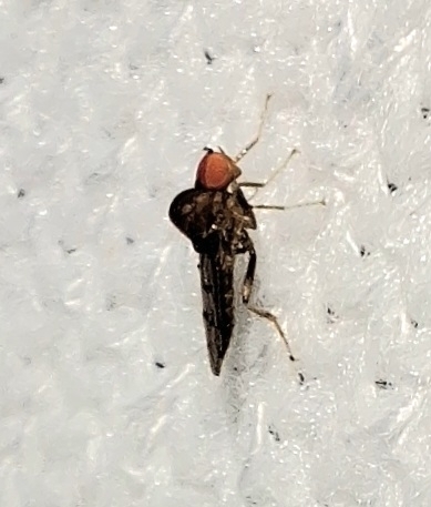 Unknown species found near Grand Isle, LA, USA