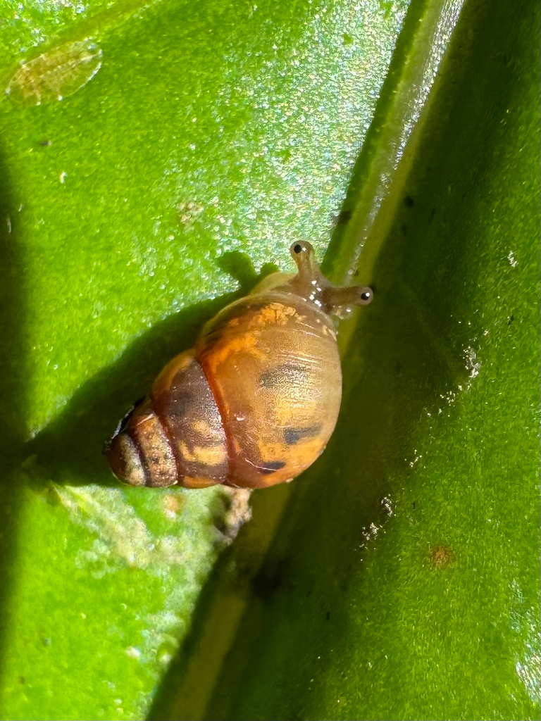 Auriculella perversa