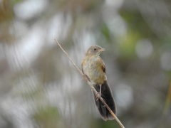 Catriscus brevirostris