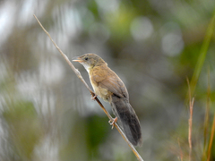 Catriscus brevirostris