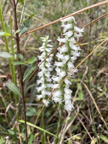 Marsh lady's tresses (Spiranthes odorata)
