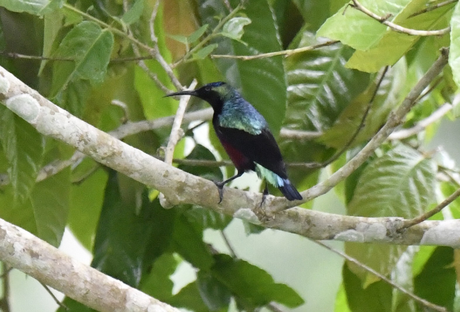 Superb Sunbird (Cinnyris superbus), photo 10
