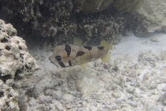 Diodon liturosus
