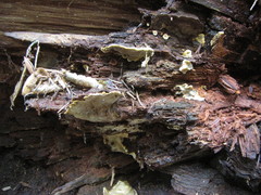 Phellopilus nigrolimitatus