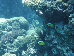 Chaetodon austriacus