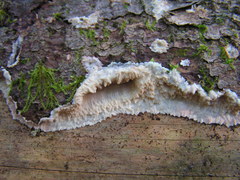 Phlebia centrifuga
