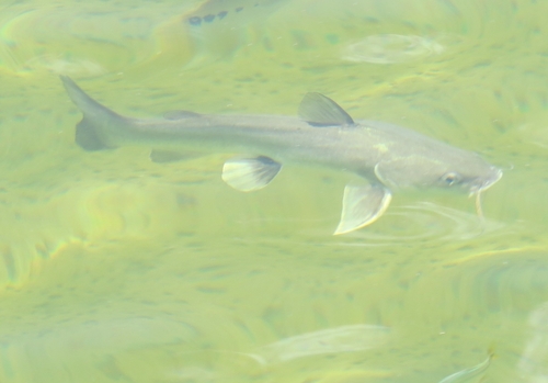 Maya sea catfish (Ariopsis assimilis) — Ariidae — 4