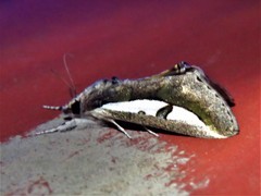 Euscirrhopterus poeyi