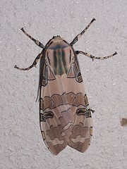Halysidota orientalis