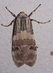Halysidota orientalis