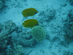 Chaetodon semilarvatus