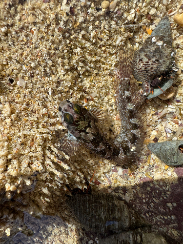 Galapagos-vieroog-slijmvis (Dialommus fuscus) — Labrisomidae — 4