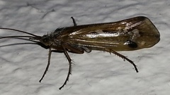 Limnephilus binotatus