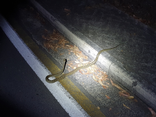 Coastal Carpet Python sighting