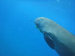 Dugong dugon