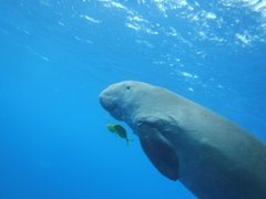 Dugong dugon