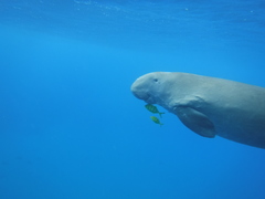 Dugong dugon