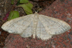 Idaea deversaria