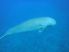 Dugong dugon