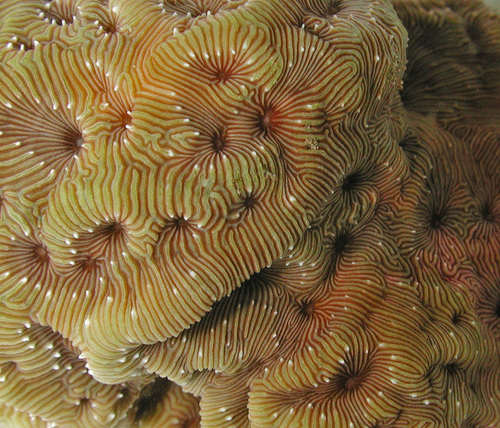 Leptoseris observed 2002-04-27
