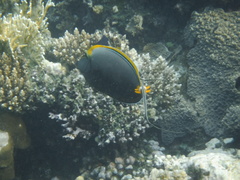 Naso elegans