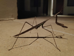 Phasmomantis sumichrasti