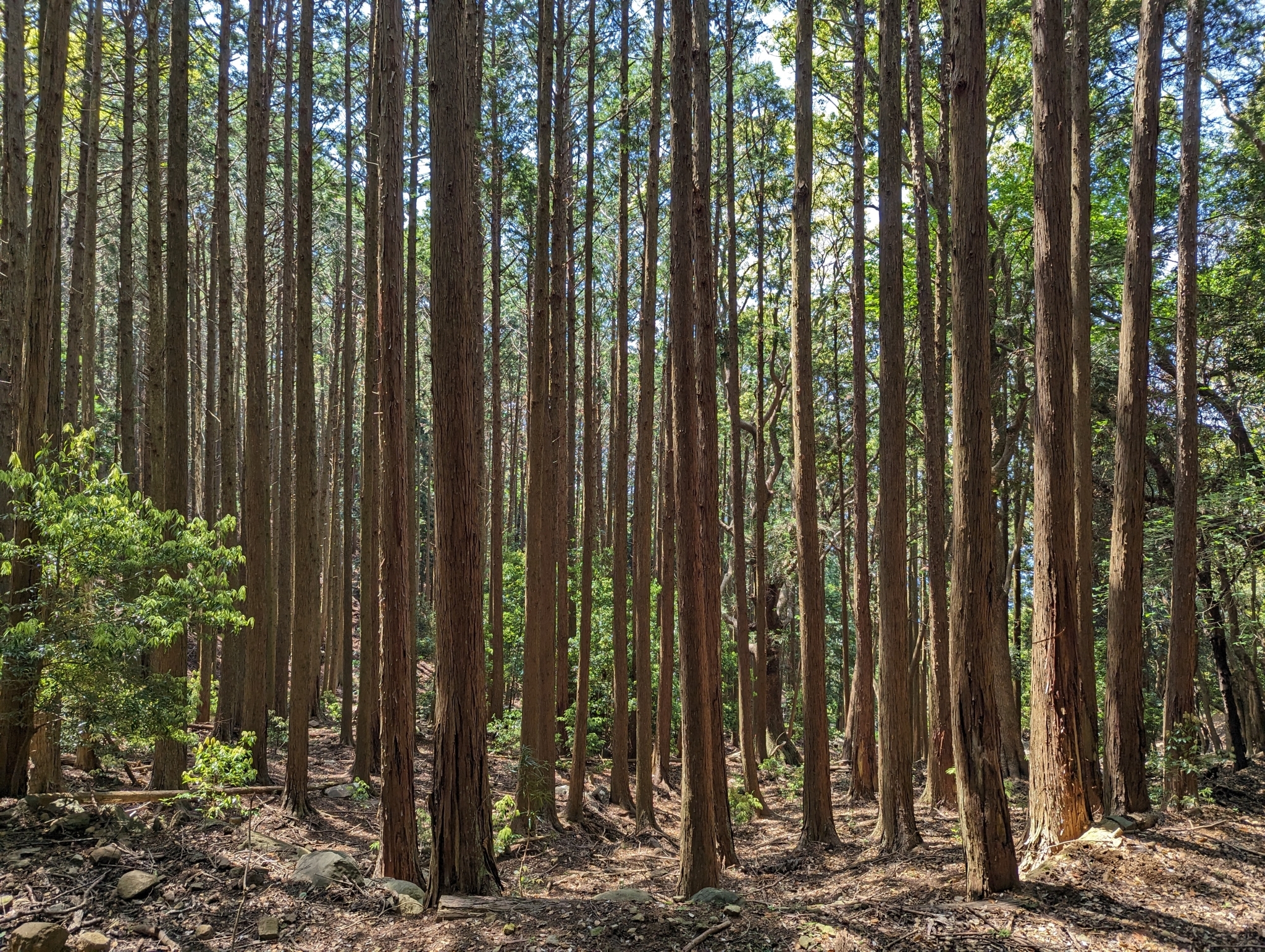 Hinoki Cypress (Chamaecyparis obtusa)