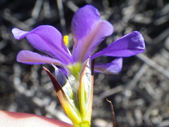 Aristea glauca