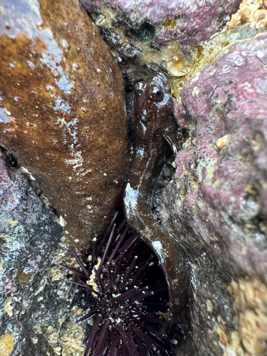 Galapagos-vieroog-slijmvis (Dialommus fuscus) — Labrisomidae — 5