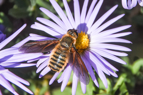 Unknown species found near Flycatcher Trail Outdoor Classroom and Demonstration Garden, Jenks High School, Jenks, OK, USA