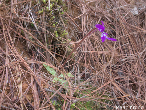 Pinguicula orchidioides