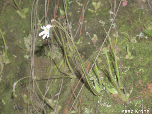 Pinguicula heterophylla