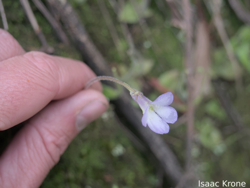 Pinguicula heterophylla