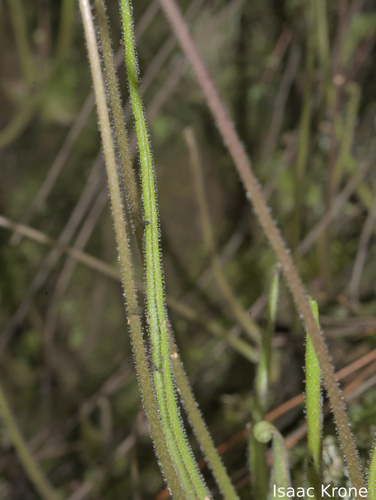 Pinguicula heterophylla