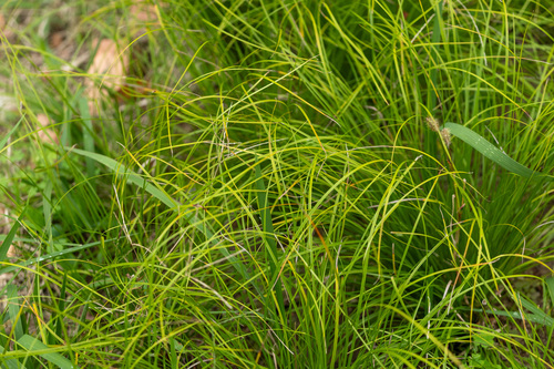 Carex mira iNat (2)