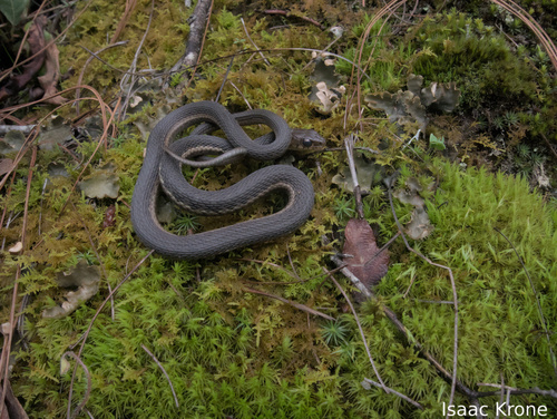 Goldenhead Garter Snake