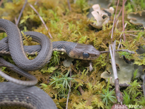 Goldenhead Garter Snake