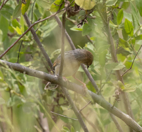 Coastal Cisticola (Cisticola haematocephalus), photo 7