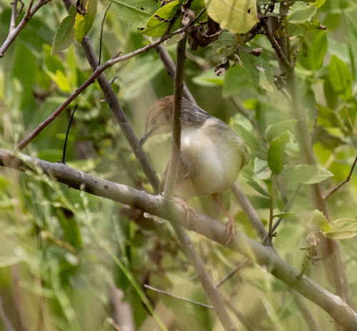 Coastal Cisticola (Cisticola haematocephalus), photo 6