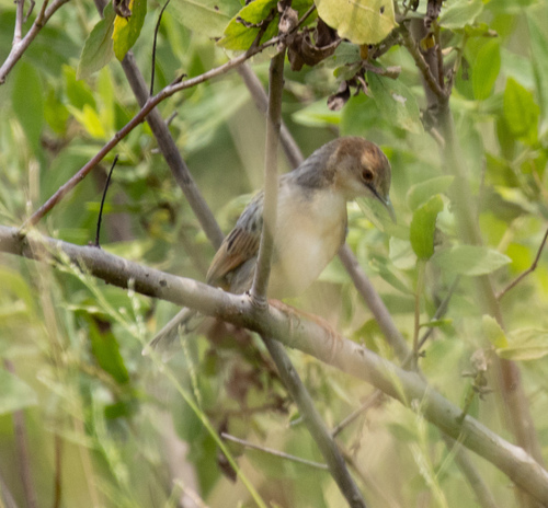 Coastal Cisticola (Cisticola haematocephalus), photo 2