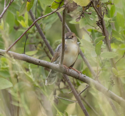 Coastal Cisticola (Cisticola haematocephalus), photo 6